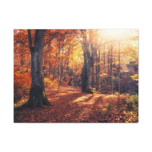 Orange Tree Sunlight Autumn Forest Nature Wilderness Photography Canvas Wall Art